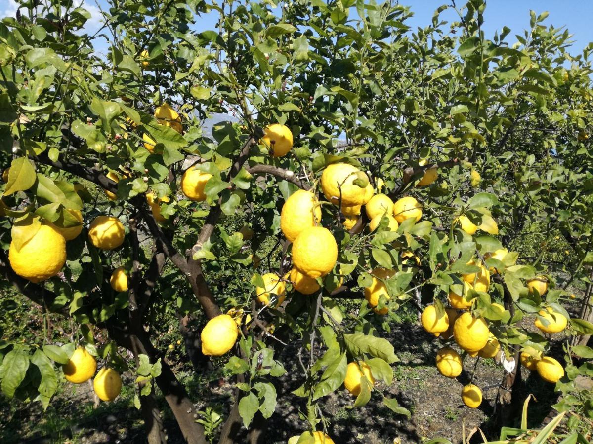 Il Limoneto Di Leo Βίλα Mascali Εξωτερικό φωτογραφία